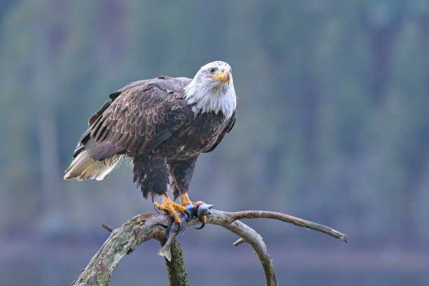 istock Bald eagle with fish in talon on a branch. 2192294359