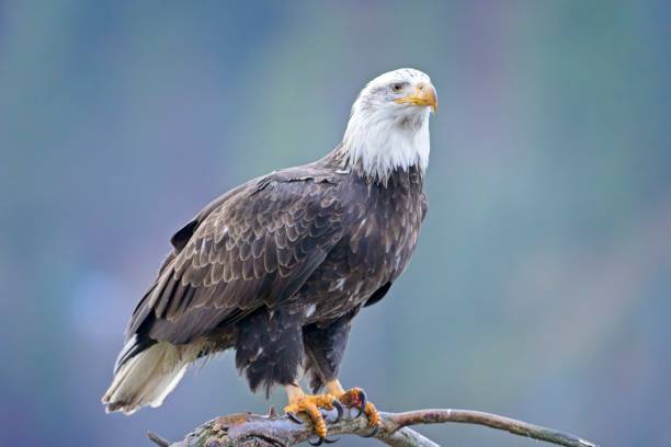 istock Close up of bald eagle on branch. 2192294365