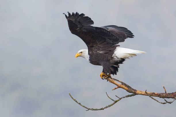 istock Bald eagle prepares to fly off branch. 2192294379