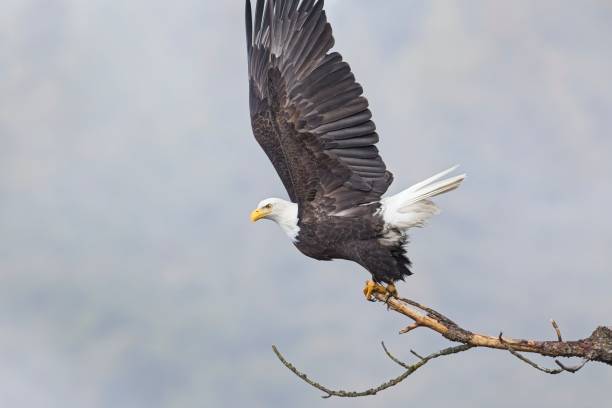 istock Bald eagle spreads its wings to fly off branch. 2192294384