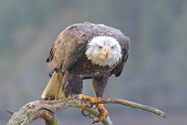 Close up of alert eagle on a branch.