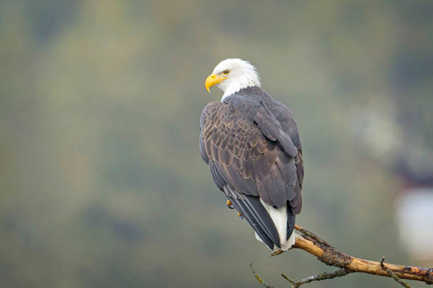 istock Majestic bald eagle perchined on a branch. 2192294445