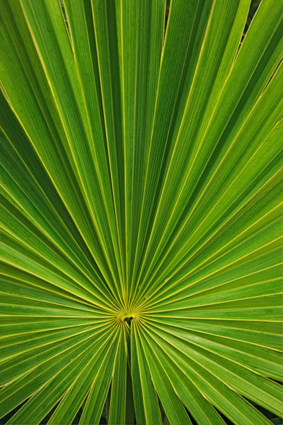 Artistic Botanical Pattern of Green Panama Hat Palm Plant's Leaf