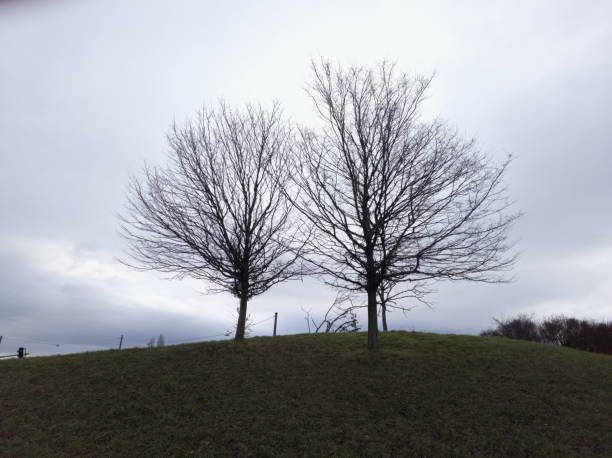 istock Two naked trees on a small hill 2192296972