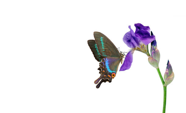 istock Bright colorful tropical swallowtail butterfly on blue iris flower isolated on white. copy space 2192297433