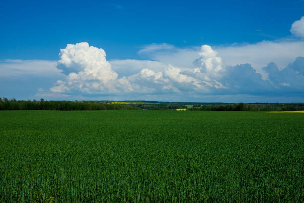 Expansive canola fields and wheat fields cover the farmland, bordered by grasslands under a daytime sky with scattered white clouds. A quintessential rural landscape showcasing agricultural abundance.