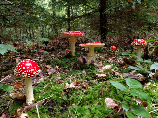 istock beautiful toadstools entice children to taste them. gastric lavage is necessary after eating this poisonous mushroom 2192299892