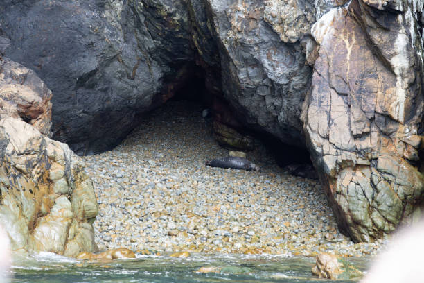 Wounded Seal and cub wildlife on Ramsay Island Pembrokeshire Wales.
