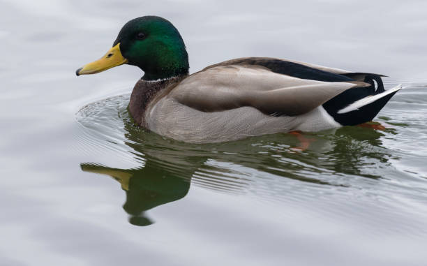 istock Mallard Duck Drake on a Pond in Winter 2192301743