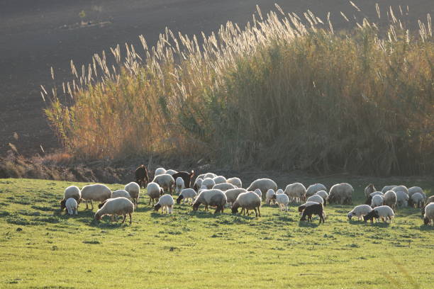 A small group of sheep eating grass in a green field with tall grass in the background