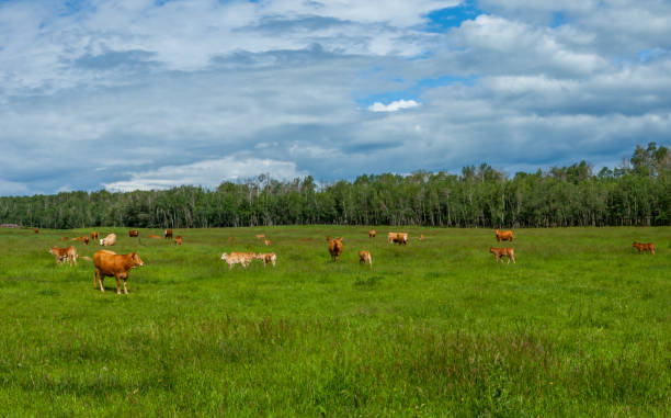 istock Rural Alberta with Cattle Farmland, Prairies 2192304402