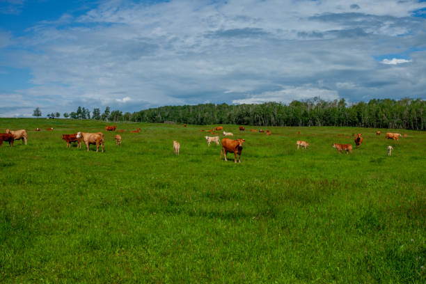 istock Rural Alberta with Cattle Farmland, Prairies 2192304404