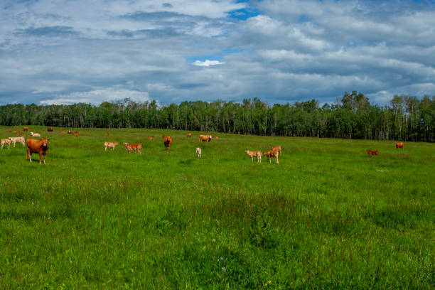 Rural Alberta with Cattle Farmland, Prairies