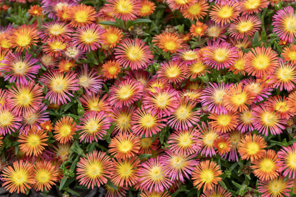 istock Hardy Iceplant flower background 2192305485