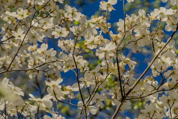 istock Dogwood white flowers 2192305494