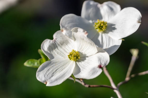 istock Dogwood white flowers 2192305496