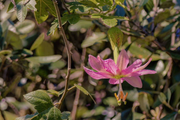 View of a fully opened banana passionfruit flower hanging  from a tree