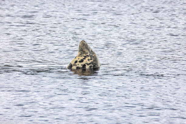 Content seal, whiskers out, floating on its back, creamy white, dark freckled belly warming in sunshine.
