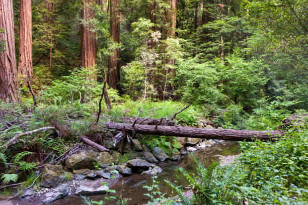 Redwood trees at the Muir Woods National Monument.
