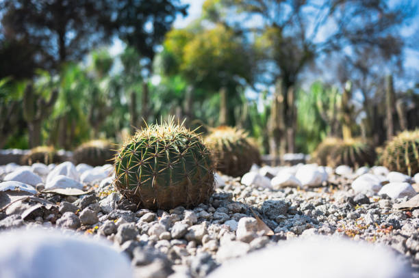 istock Green Cactus Background Wallpaper - Chapultepec Park in Mexico City 2192307185