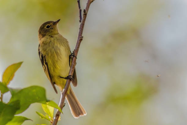 istock A mountain elaenia looking for flies perched on a twig 2192307374