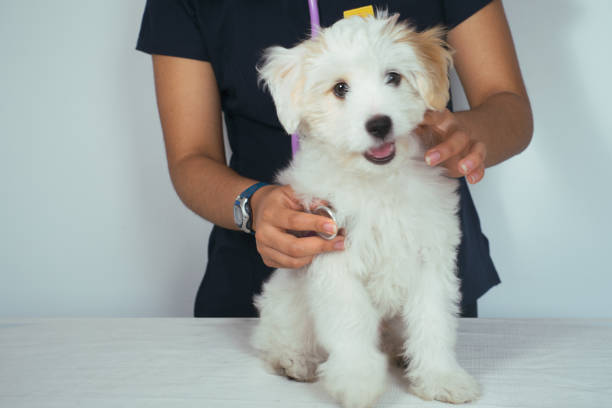 Veterinarian examining a happy white puppy with a stethoscope
