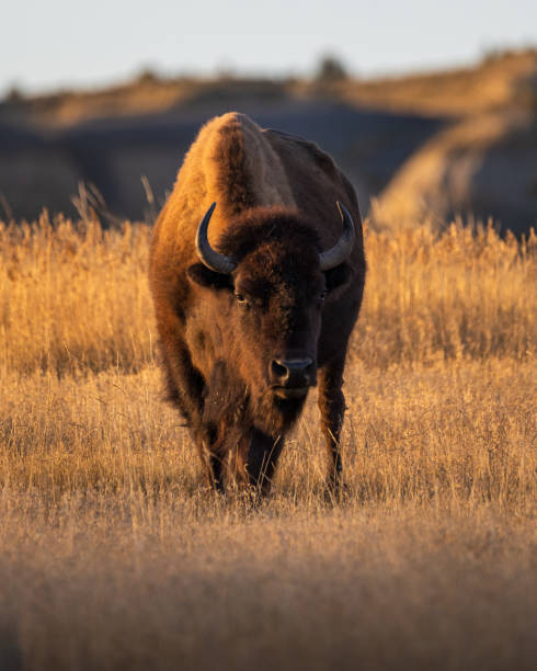 istock Bison Theodore Roosevelt National Park, North Dakota 2192310364