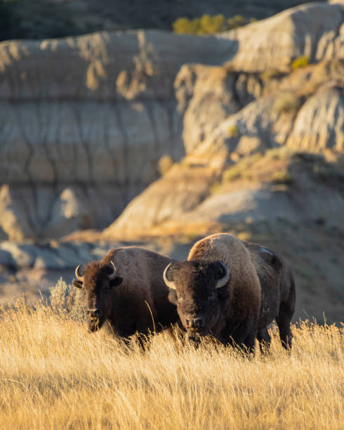 istock Bison Theodore Roosevelt National Park, North Dakota 2192310520