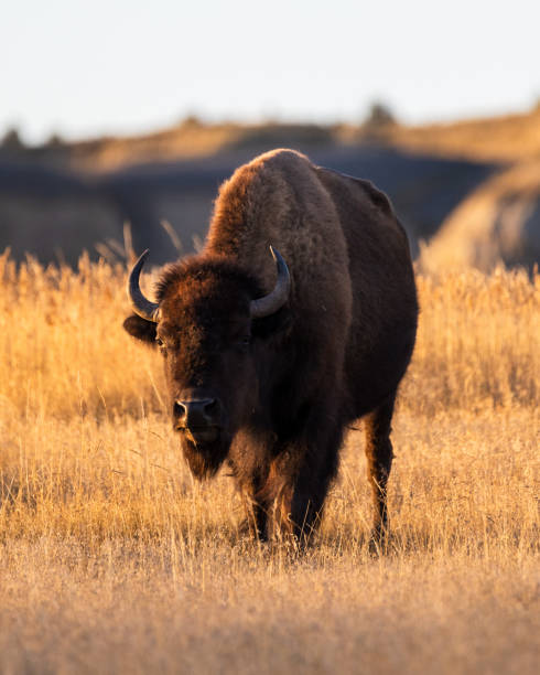 istock Bison Theodore Roosevelt National Park, North Dakota 2192310664