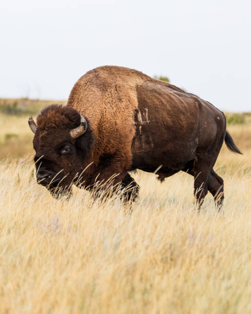 istock Bison Theodore Roosevelt National Park, North Dakota 2192310858