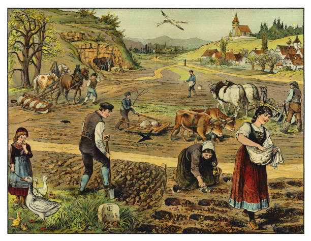Farmers on agricultural field harvesting potatoes at autumn 1874 illustration Farmers on agricultural field harvesting potatoes at autumn 1874 illustration
High quality scan of antique illustration
Original edition from my own archives
Source : Bilder zum Anschauungs-Unterricht fur die Jugend
Editorial : Verlag von J. F. Schreiber, Esslingen and München
1874 antique pitchfork stock illustrations