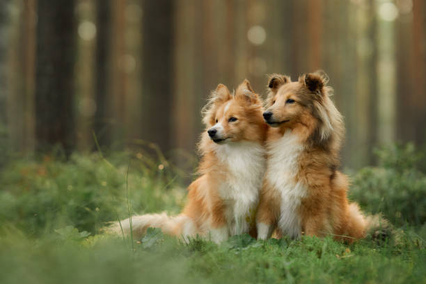 istock Two Collies sitting close in a green forest 2192312090