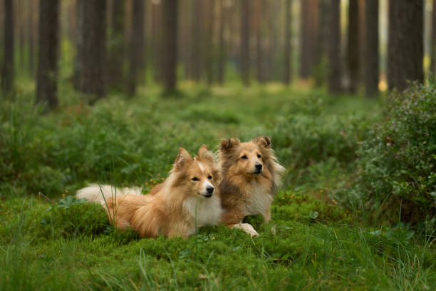 istock Collies resting on a green forest floor 2192312095