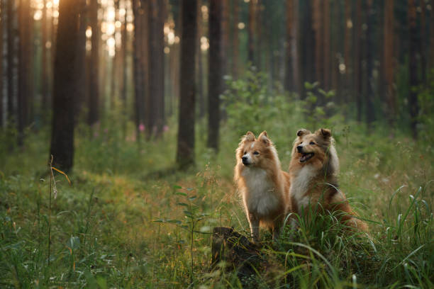 istock Two Collies in a grassy forest clearing 2192312108