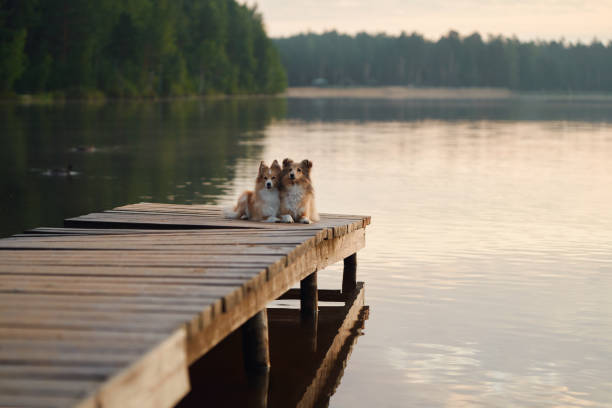 istock Two Collies sitting at the edge of the dock 2192312116