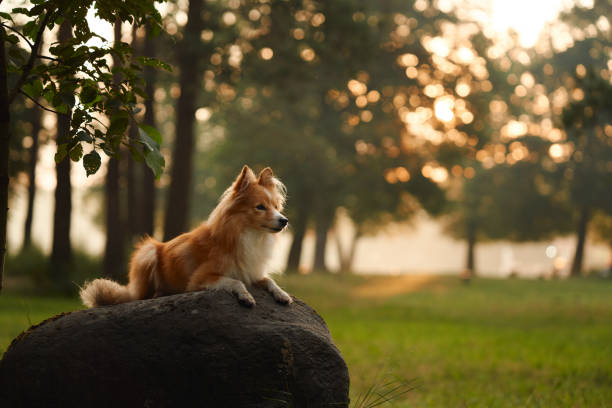Collie is situated in a spring meadow, surrounded by butter flowers. Lined with blooming cherry trees.