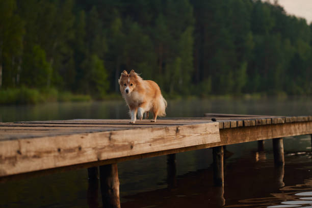 istock Collie standing on a dock near a lake 2192312126