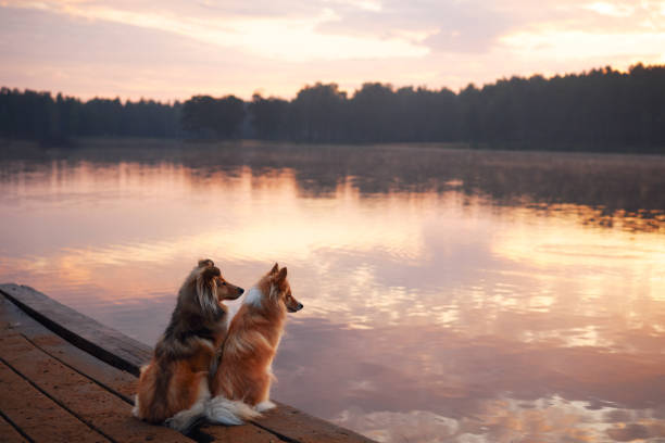 istock Collies watching the sunset near the water 2192312131