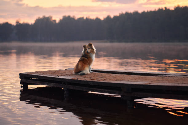istock Collie gazing over the water at sunset 2192312135