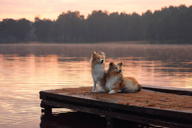 Two Collies sitting closely together on a wooden dock, gazing at the calm lake during sunset. The scene reflects their bond and the serene natural setting.