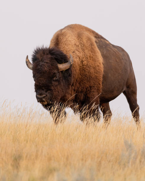 istock Bison Theodore Roosevelt National Park, North Dakota 2192312208