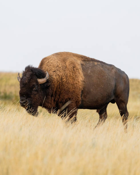 istock Bison Theodore Roosevelt National Park, North Dakota 2192312381