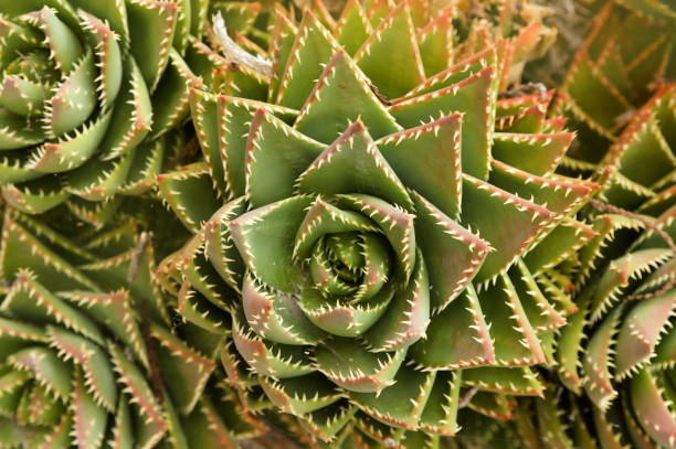 istock Aloe brevifolia, the short-leaved aloe 2192312937