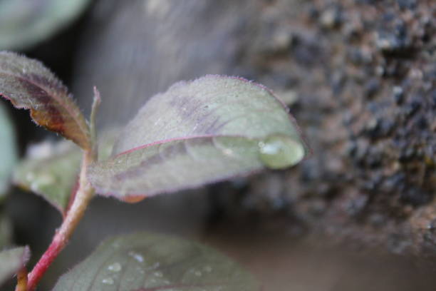 istock closeup of leaf with water droplets 2192315233