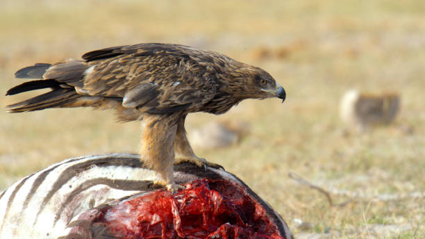 A tawny eagle stands on a zebra carcass, feeding diligently in the wild expanse of Amboseli National Park, displaying predatory avian habits in their natural habitat.