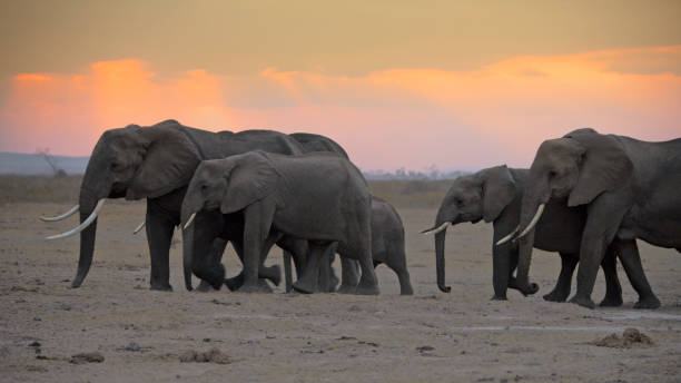 istock African Elephants at Sunset in Amboseli National Park 2192316912