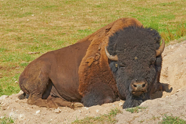 American bison resting on the ground in a natural grassland setting, highlighting its majestic features and iconic presence. Captured in open-air surroundings, showcasing wildlife beauty and tranquility.