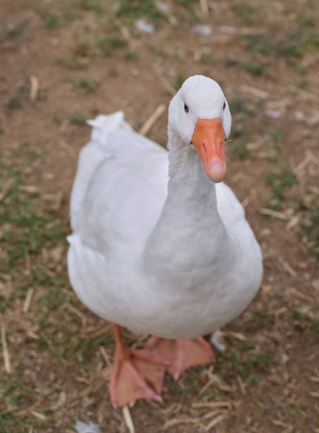 istock Elegant White Goose Standing on Grass in Outdoor Setting 2192317042