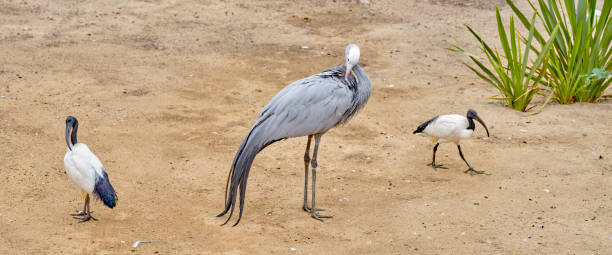 A flock of birds, including large grey and white ones, standing on sandy ground with sparse greenery. Vibrant colors and wildlife elegance captured in their natural habitat.