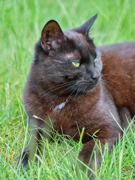 My sweet cat sitting outdoor